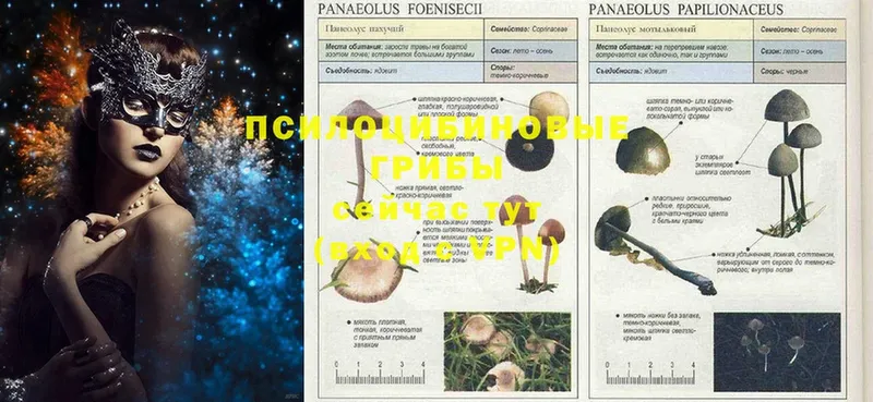 Галлюциногенные грибы Magic Shrooms  MEGA ССЫЛКА  Борзя  где можно купить  